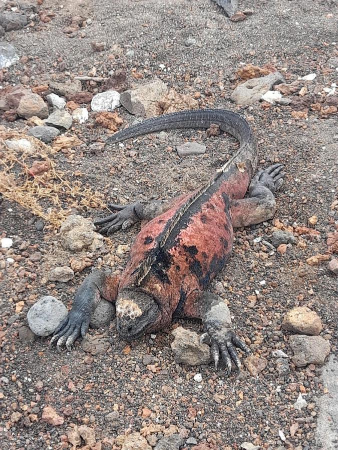 El Paraiso Puerto Ayora  Eksteriør bilde